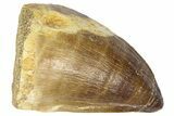 Fossil Mosasaur (Thalassotitan) Tooth - Morocco #364171-1